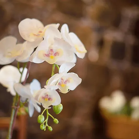 Appartement La Planta Vieja I