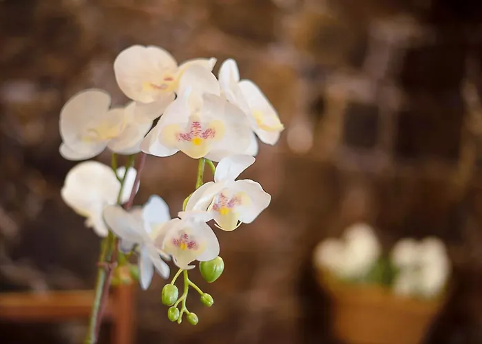 Appartement La Planta Vieja I